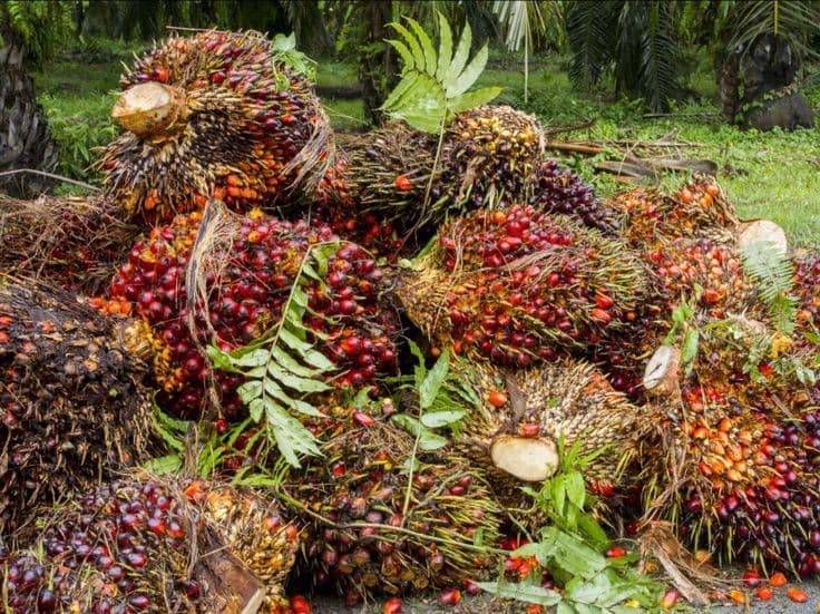 Harga TBS Swadaya Riau Periode 4–10 Maret 2026 Naik, Umur 9 Tahun Terkerek Rp55,13/Kg
