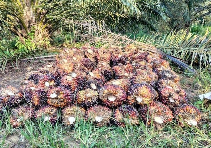 Harga TBS Sawit Kaltim Periode 16-28 Februari 2026 Menguat