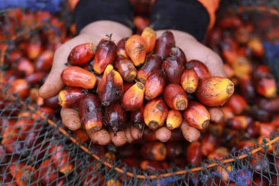 GAPKI Waspadai Dampak Konflik Timur Tengah terhadap Ekspor Sawit
