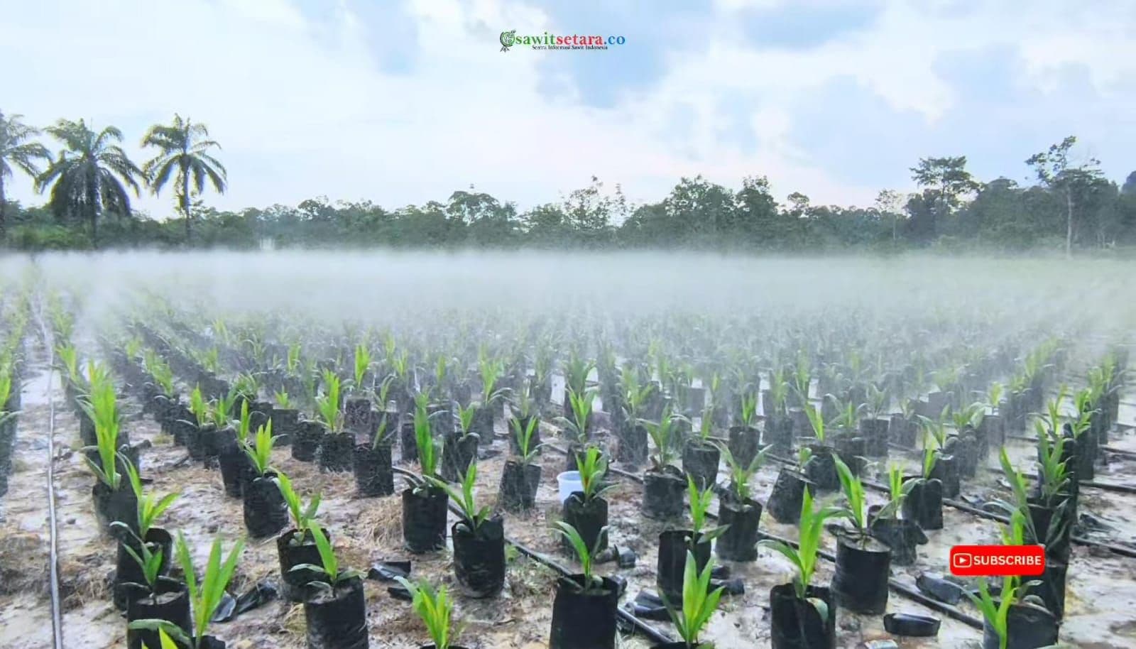 Cari Bibit Berkualitas? Begini Proses Penangkaran Benih Sawit di Pembibitan APKASINDO Redang Seko