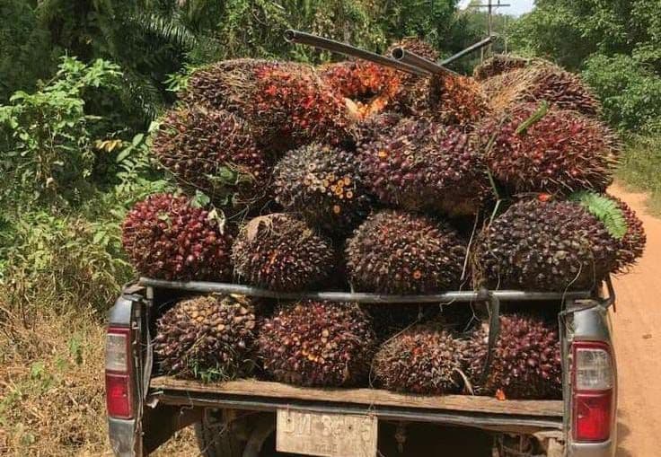 Harga TBS Sawit Sumbar Periode 8–14 Maret 2026 Naik, Umur 9 Tahun Tembus Rp3.622/Kg