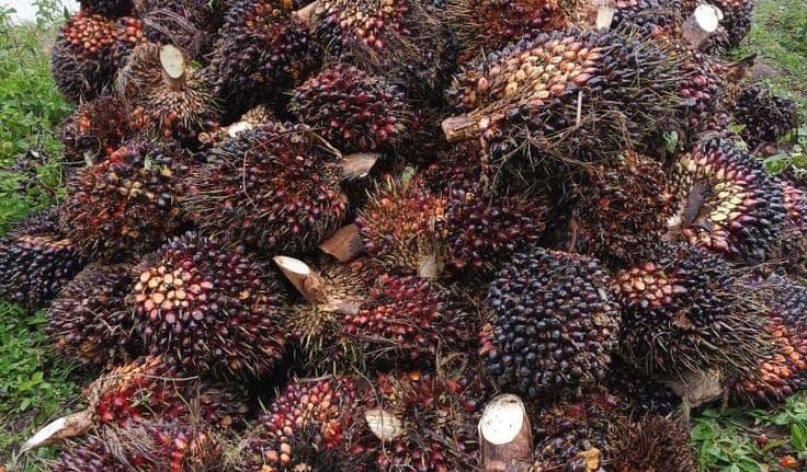 Harga TBS Sawit Mitra Plasma Gorontalo Periode Maret 2026, Usia 10–20 Tahun Capai Rp3.015/Kg