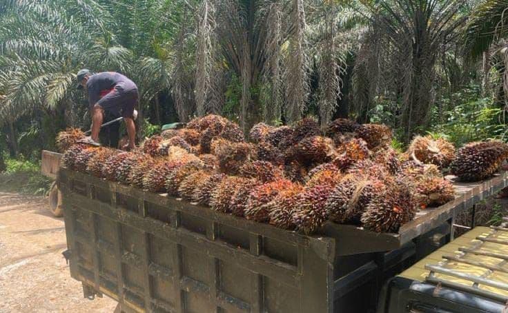 Harga TBS Sawit Swadaya Riau Menguat, Umur 9 Tahun Tembus Rp 3.842,69/Kg