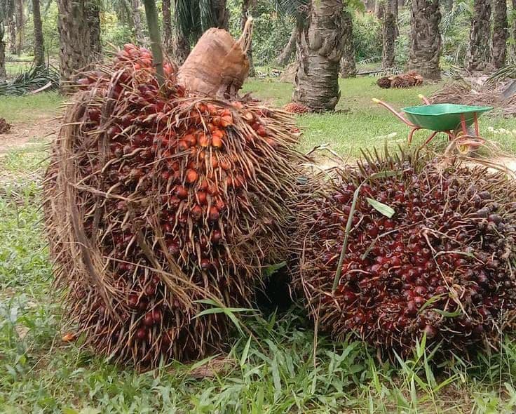 Harga TBS Sawit Sumatera Barat Periode 15–21 Maret 2026 Tembus Rp3.951/Kg 