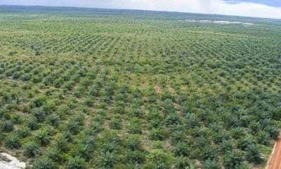 Narasi vs Data: Sawit Hanya 12 Persen dari Daratan Kalimantan