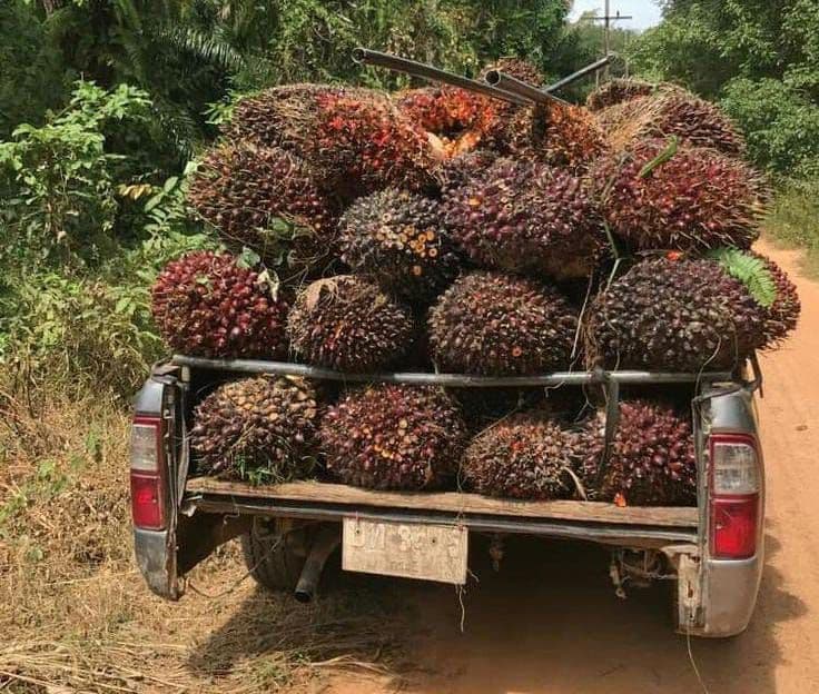 Harga TBS Sawit Sumut Turun Setelah Lebaran, Sentuh Rp 3.834 per Kg