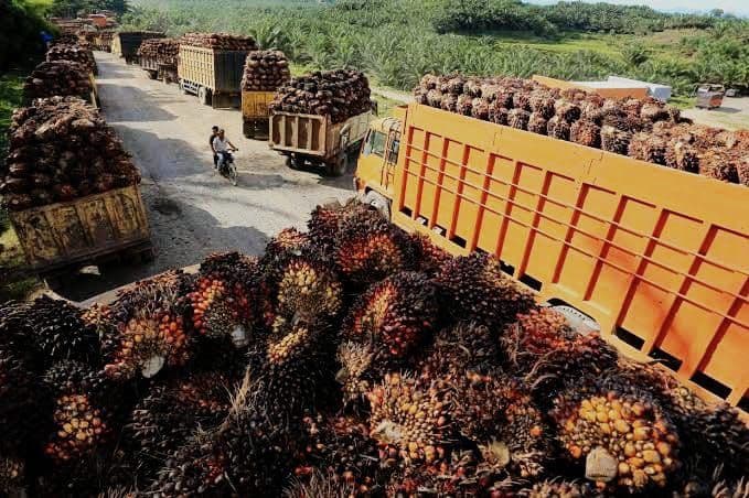 Minyak Mentah dan Dinamika Geopolitik Tekan CPO: Harga Ditutup Melemah di Bursa Malaysia