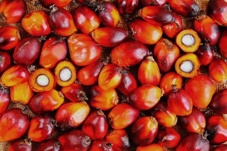 Harga TBS Sawit Aceh Periode Akhir Maret Naik, Tembus Rp3.600 per Kg