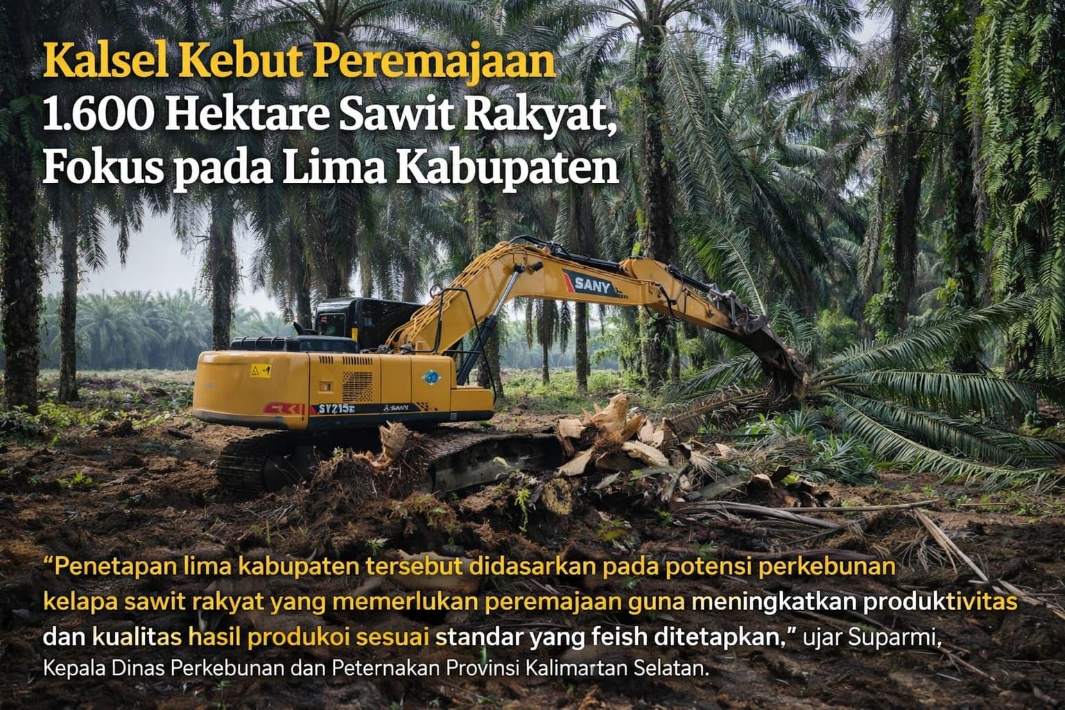 Kalsel Kebut Peremajaan 1.600 Hektare Sawit Rakyat, Fokus pada Lima Kabupaten