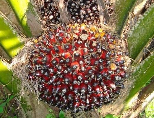 Harga TBS Sawit Nasional Periode Akhir Maret Rata-rata Rp3.325/kg, Sumatera Barat Tertinggi