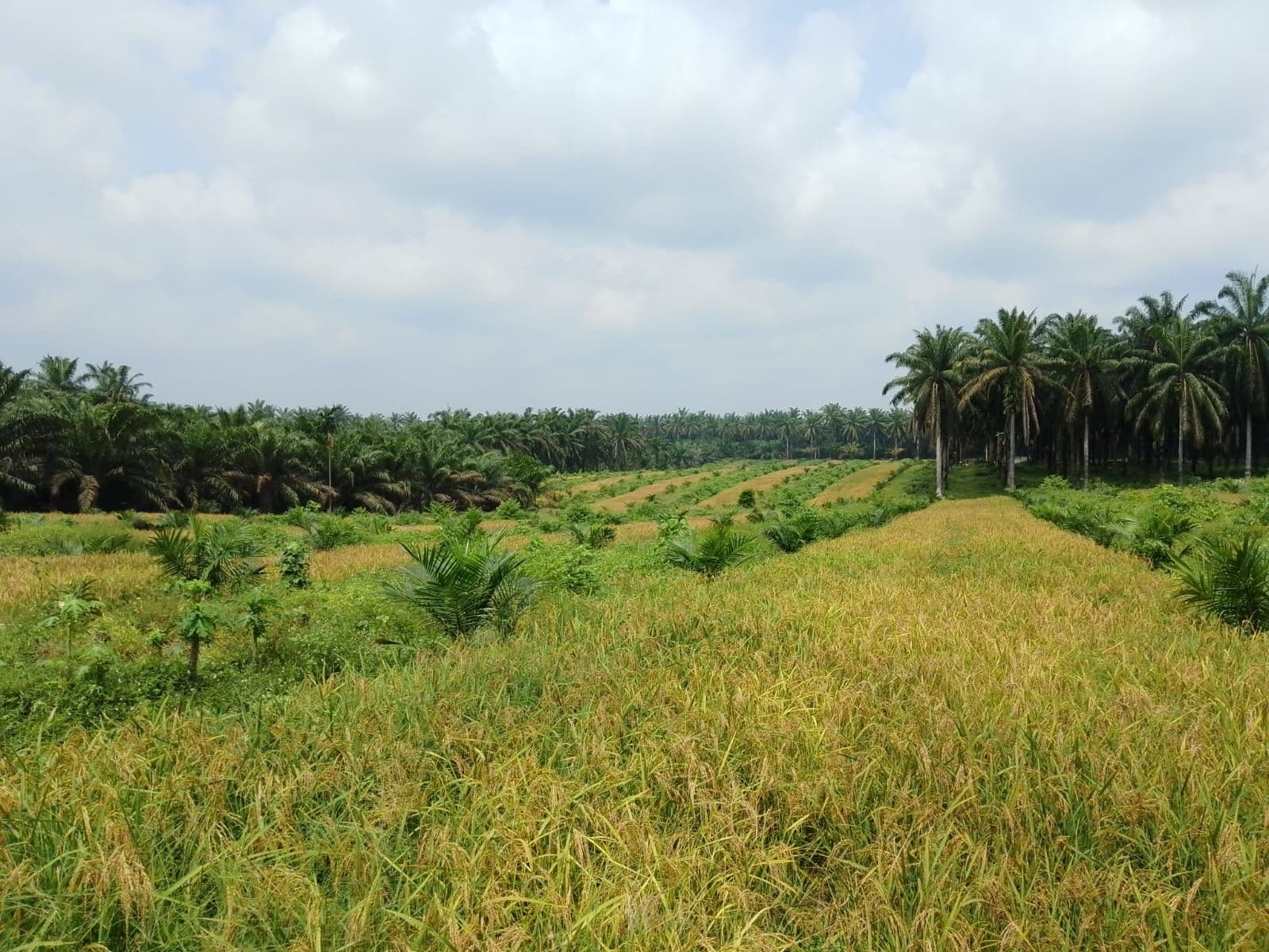 Gapoktan Manunggal Sakti Panen Perdana Padi Gogo di Lahan PSR, Siap Dukung Ketahanan Pangan