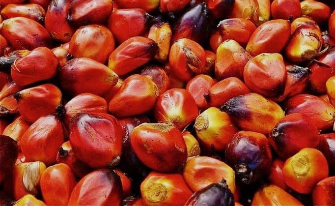 Output Sawit Tembus Rp1.119 Triliun, Bukti Nyata Peran Strategis bagi Ekonomi RI