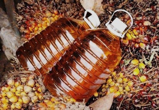 CPO Bursa Malaysia Bangkit dari Tekanan, Sentimen Ekspor dan Energi Angkat Harga