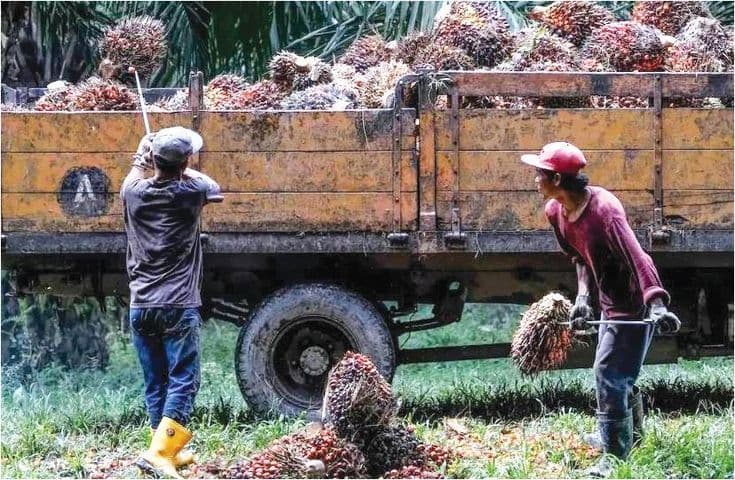 Harga CPO Global Diproyeksi Tetap Tinggi hingga Kuartal II 2026, Konflik Asia Barat Jadi Pemicu Utama