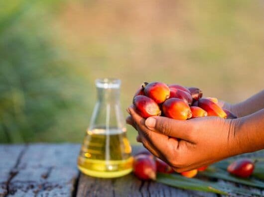 Mitos vs Fakta: Benarkah Minyak Sawit Mengandung Kolesterol?