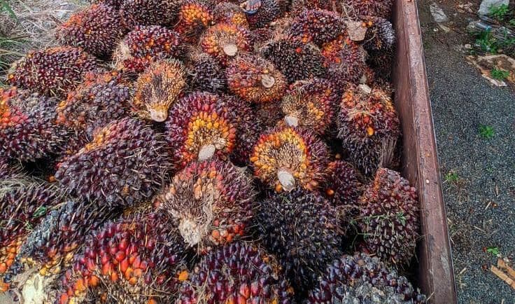 Daftar Harga TBS Sawit Sulawesi Tenggara April 2026