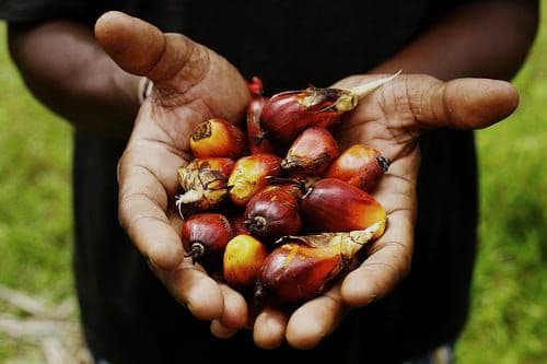 Paspi Dorong Riset Sawit Lebih Aplikatif dan Berorientasi Pasar