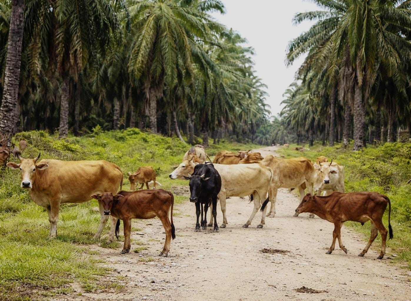 Riau Bidik Jadi Pusat SISKA, Integrasikan Sawit dan Peternakan