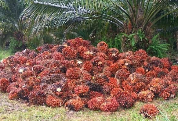 Harga TBS Kalbar Periode Awal April Tembus Rp3.726 per Kg