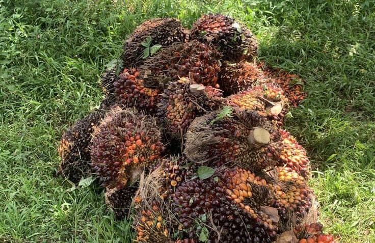 Harga TBS Sawit Sumut Periode 8–14 April 2026 Ditetapkan, Usia Produktif Tembus Rp4.100/Kg