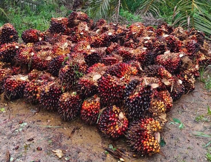 Harga TBS Sawit Pekan Kedua April 2026: Sumut Tertinggi, Banten Terendah