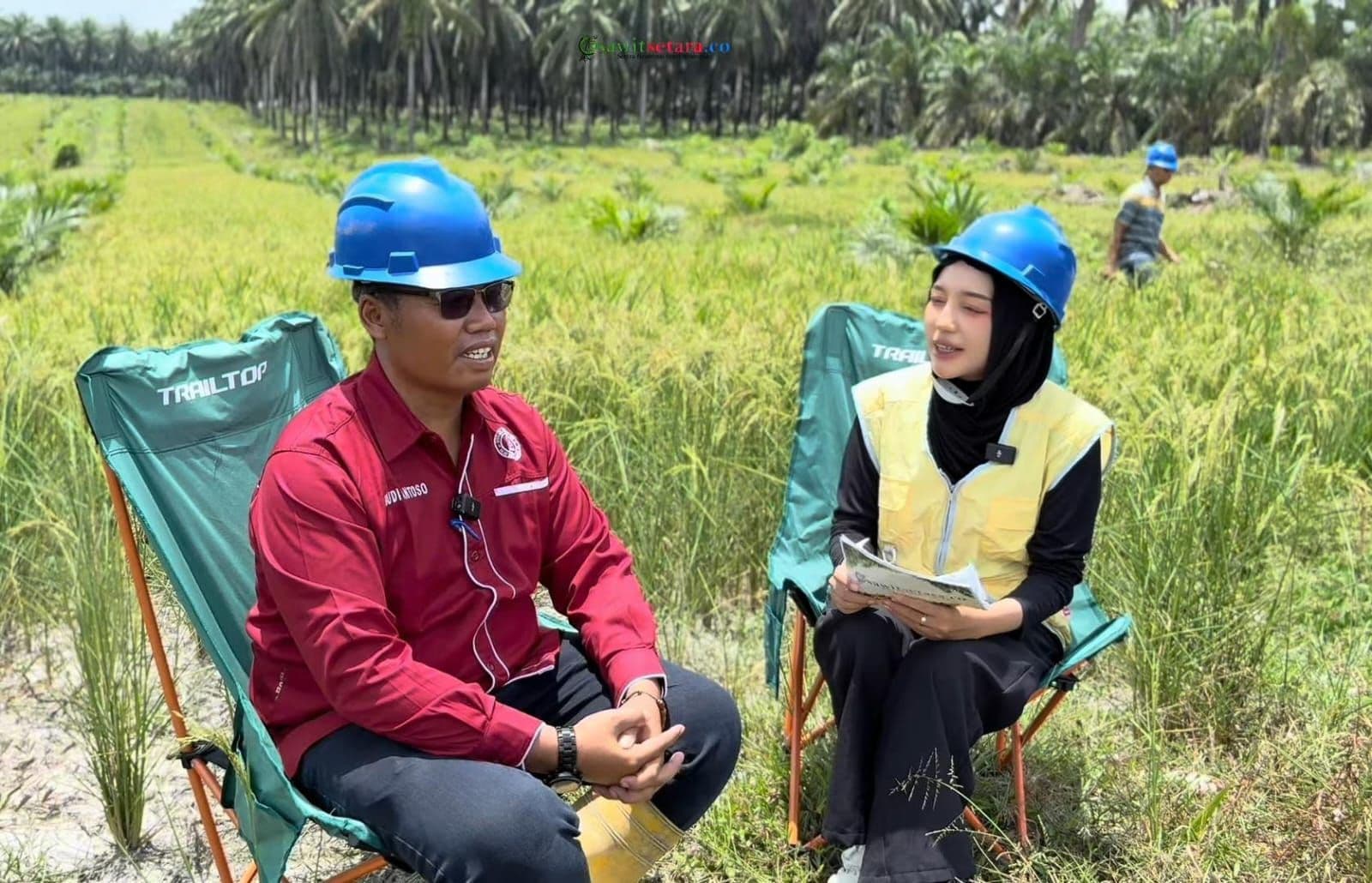 Gapoktan Manunggal Sakti Manfaatkan Lahan Sela PSR Sawit untuk Padi Gogo