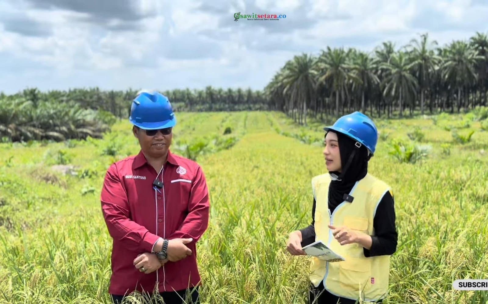 Gapoktan Manunggal Sakti di Siak Sukses Kembangkan Padi Gogo di Sela Lahan PSR, Dukung Swasembada Pangan