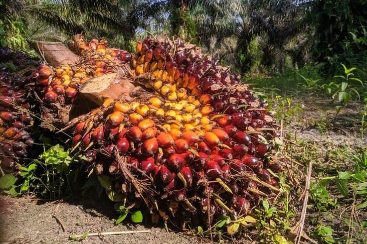 Harga TBS Sawit Swadaya Riau Kembali Naik, Tembus Rp4.088/Kg