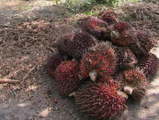 Harga TBS Pesisir Selatan Terendah di Sumbar, Petani Sawit Rugi Hingga Rp492 Miliar per Tahun