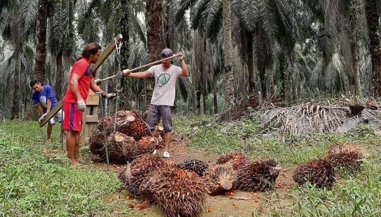 DPRD Pesisir Selatan Desak Pemprov Sumbar Segera Terbitkan Pergub Harga TBS Sawit Rakyat