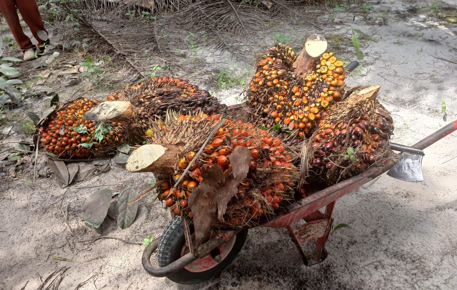 Harga TBS Riau Tembus Rp4.047, Tapi Petani Sawit Terjepit Biaya Pupuk
