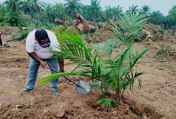 PSR Sumsel Digenjot Lagi: Target 3.600 Hektare pada 2026