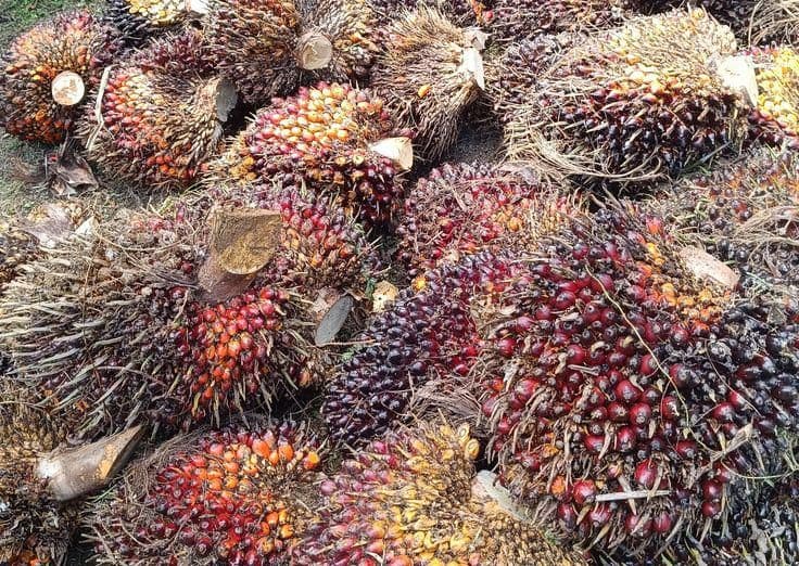 Harga TBS Sawit Sumsel Periode II April 2026 Tembus Rp4.040/Kg