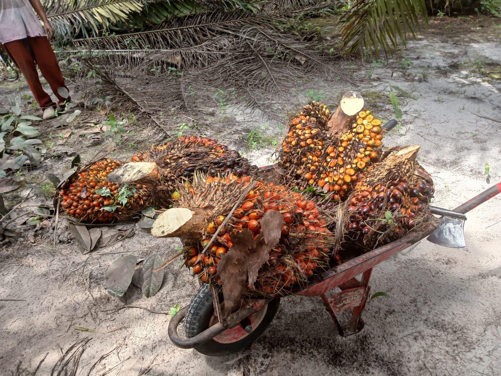 Harga TBS Plasma Riau Turun, Lepas dari Angka Rp4.000