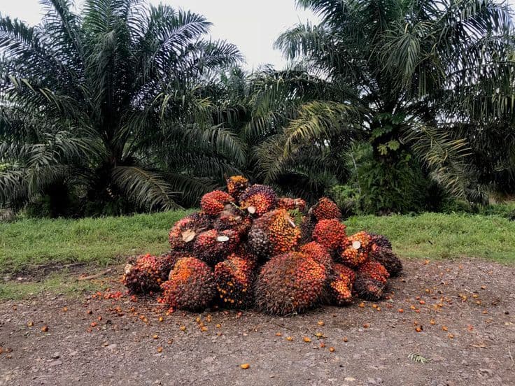 Harga TBS Sawit Riau Periode 22–28 April 2026 Ikut Turun