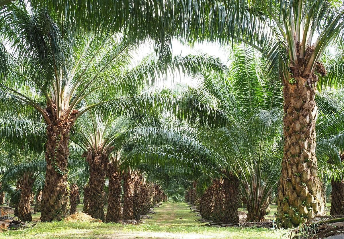 Pajak Air Permukaan per Pohon Sawit Menyimpang dari Filosofi Perpajakan 