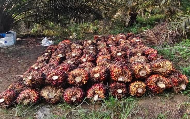 Harga TBS Sawit Sumut Periode 22–28 April 2026 Turun 