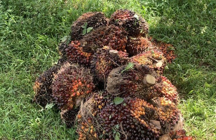 Sawit Jadi Nadi Ekonomi Aceh Singkil, Bupati Oyon Peringatkan Soal Kualitas Bibit
