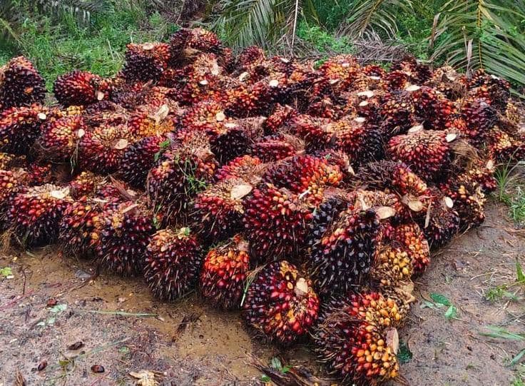 Harga TBS Sawit Sumbar Periode 22–30 April 2026 Turun, Usia Produktif Masih di Angka Rp 4.000-an