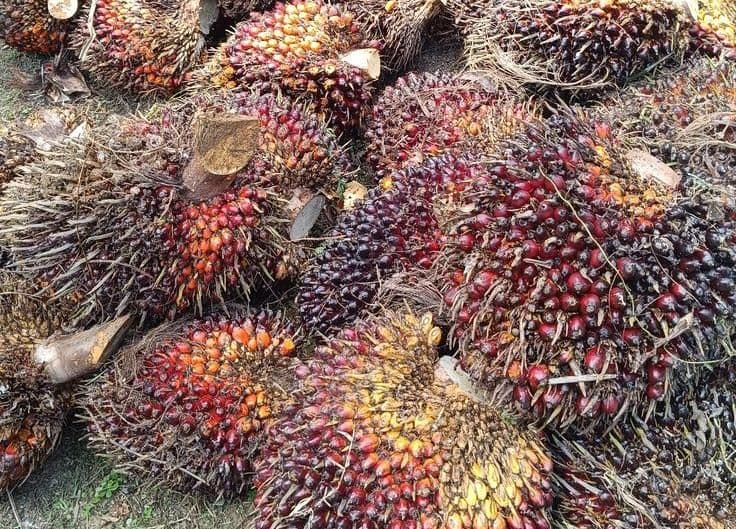 Harga TBS Sawit Plasma Riau Turun pada Periode Akhir April – Awal Mei 2026