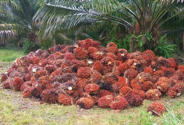 Harga TBS Sumut Turun Tipis pada Awal Mei 2026