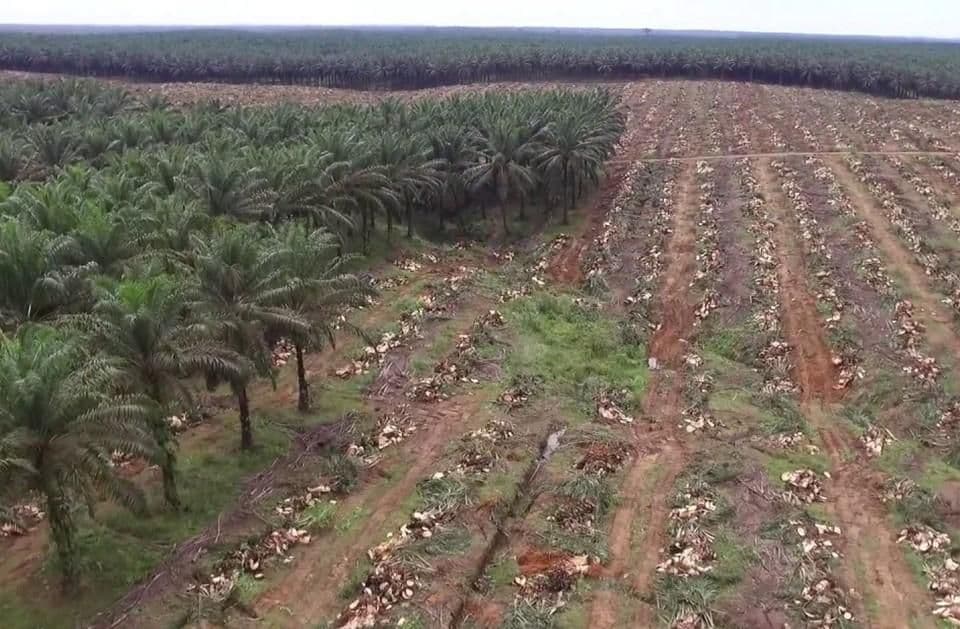 PSR Tersendat Status Lahan di Kawasan Hutan, Pemerintah Bentuk Satgas Percepatan 