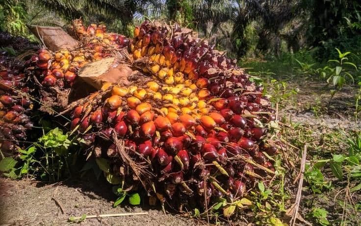 Harga TBS Sawit Sumbar Periode 1–7 Mei 2026 Sentuh Rp4000 Lagi