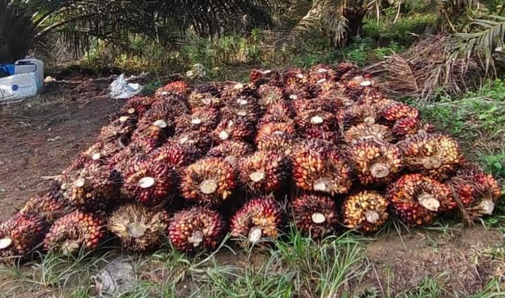 Harga TBS Sawit Kemitraan Swadaya Riau Periode 13–19 Mei 2026 Tercatat Turun