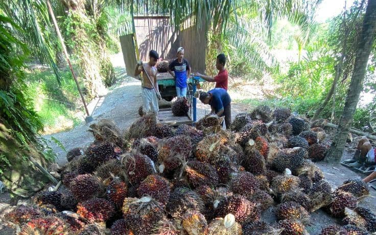 Harga TBS Penetapan Disbun Sumbar Tembus Rp4.022, Tapi di Pesisir Selatan Masih Anjlok