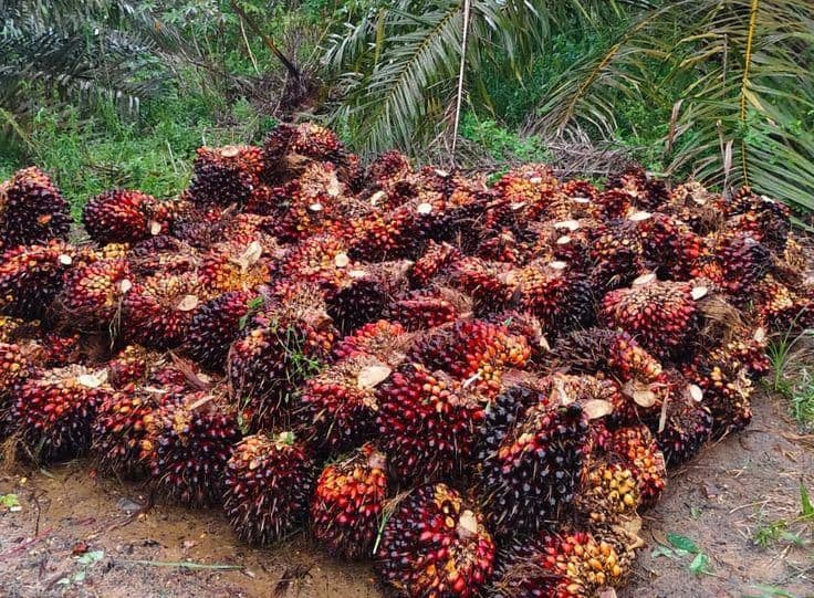 Harga TBS Sawit Jambi Turun Rp34,46 per Kg untuk Usia 10–20 Tahun