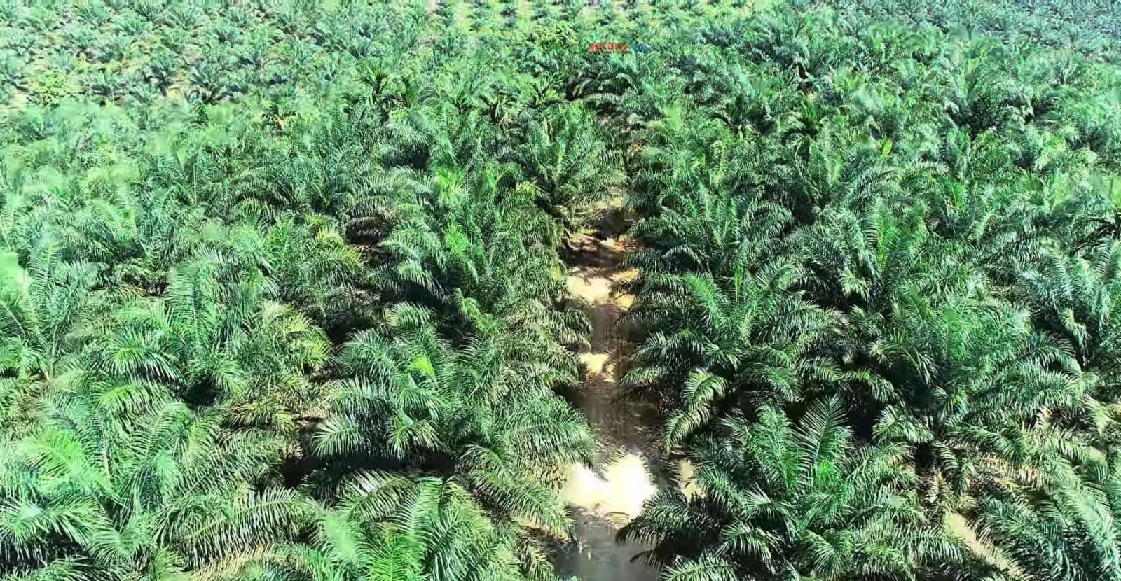 Indonesia Menuju Musim Kering: Peta Ketersediaan Air Tanaman Mei–Juli 2026 dan Ancaman bagi Sentra Sawit