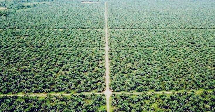 Wilayah Sawit Riau hingga Kalimantan Diprediksi Lebih Kering Mei-Juli, Ini Penjelasan BMKG