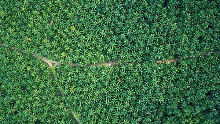 Curah Hujan Mei-Juli Diprediksi Rendah, Bagaimana Ketersediaan Air Lahan Sawit di Sumatera?