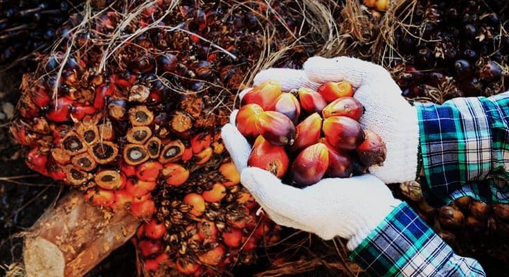 Harga TBS Sawit Kalbar Naik pada Periode II Mei 2026